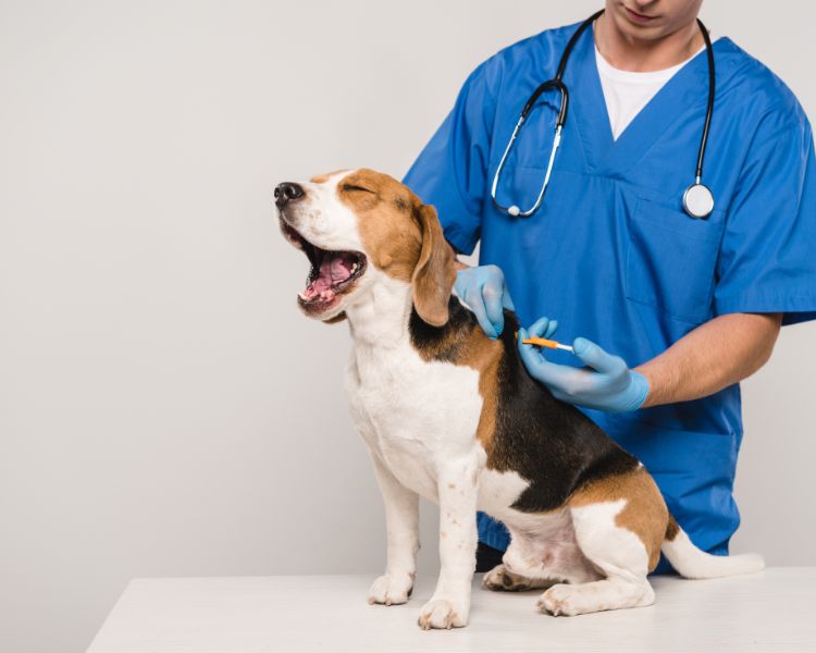 ¿Duele poner un microchip a un perro?