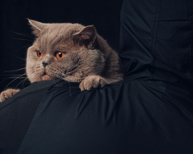 Robos de mascotas, cómo actuar paso a paso