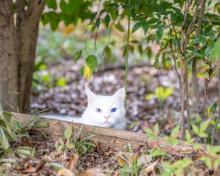 ¿Por qué los gatos intentan escaparse?